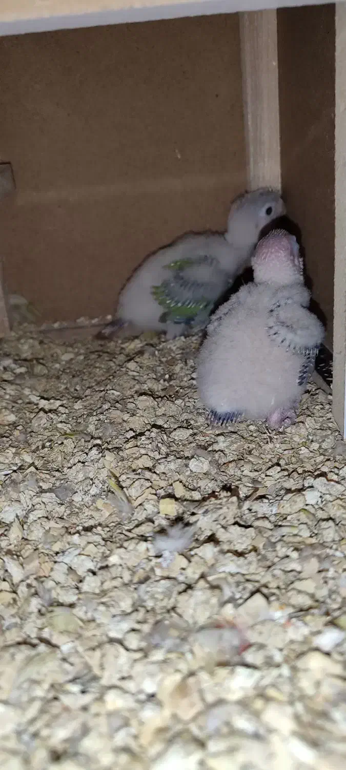 جوجه گرینچیک اناناسی رد|پرنده|مشهد, ادیب نیشابوری (شهرک غرب)|دیوار