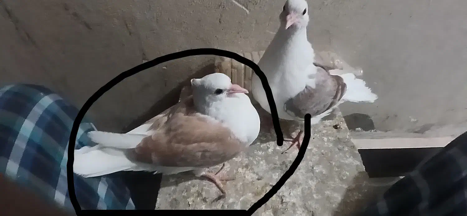 پست زرد جوجه|حیوانات|ساوه, |دیوار