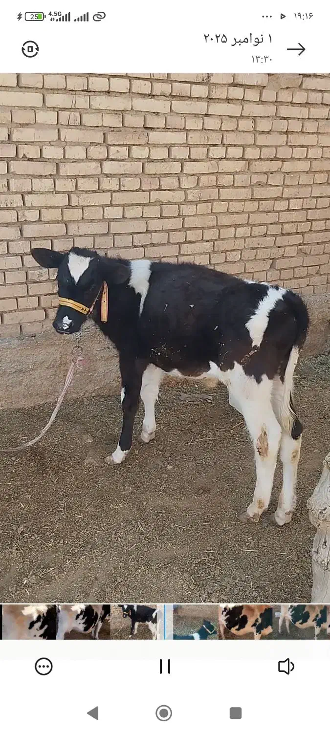 گاوشیری|حیوانات مزرعه|داران, |دیوار