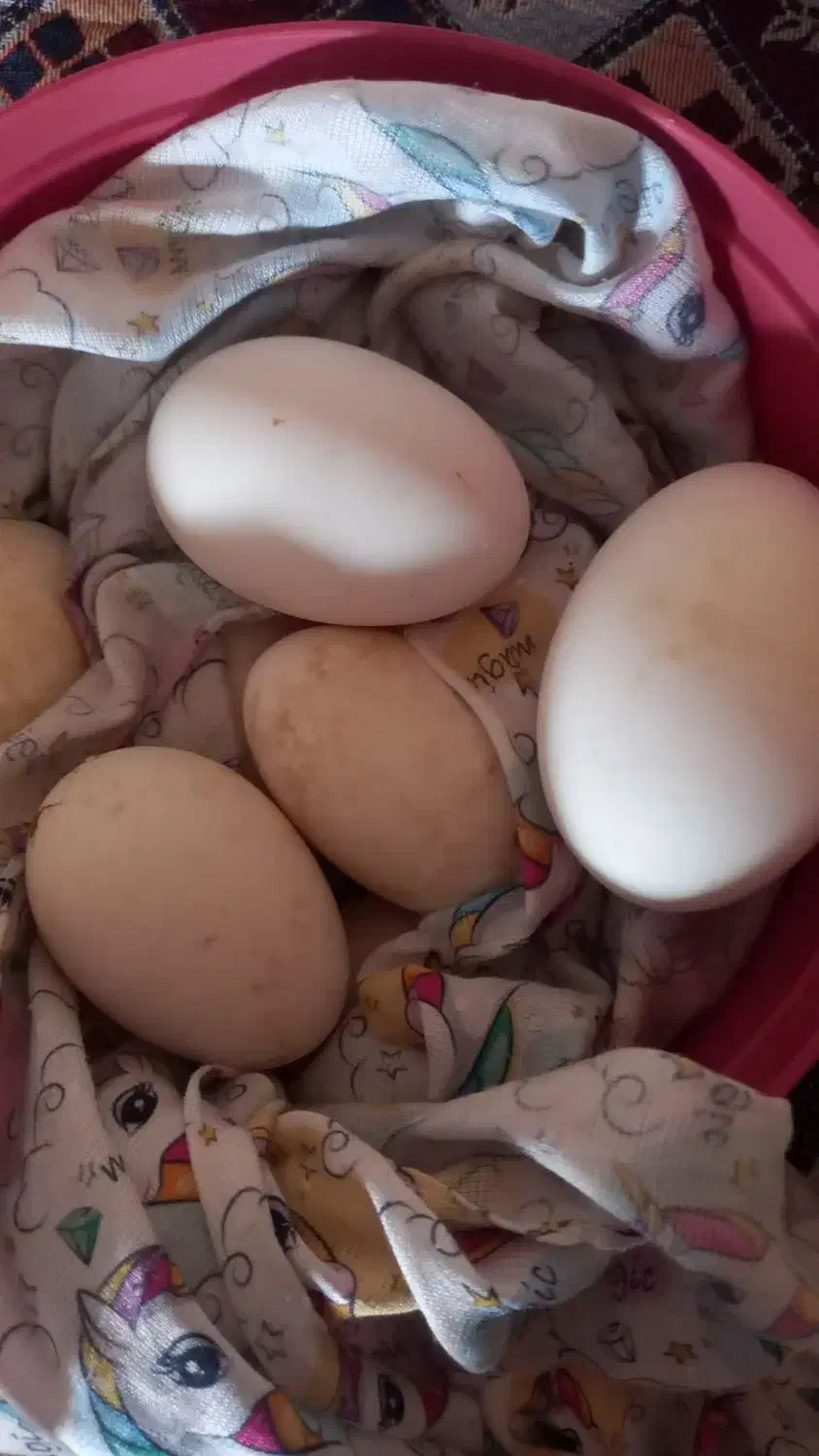 تخم غازمحلی|حیوانات مزرعه|کلاله, |دیوار