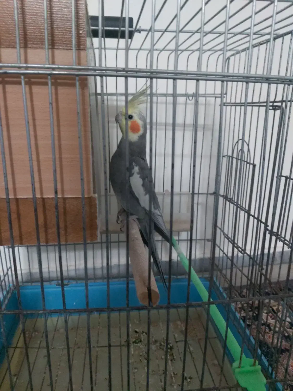 عروس هلندی نر سرحال|پرنده|پاکدشت, خاتون آباد|دیوار