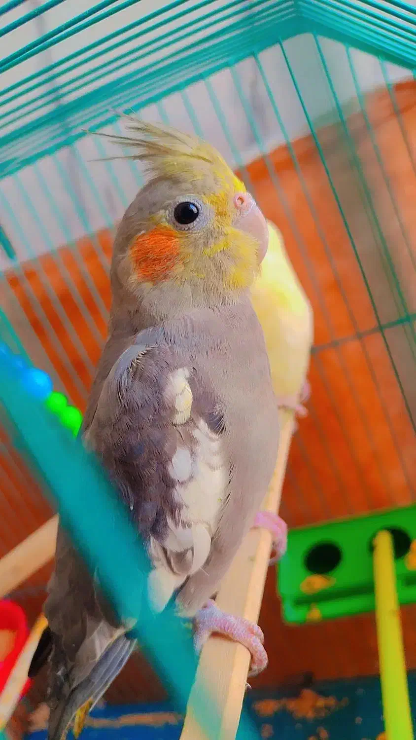 عروس هلندی مهران|پرنده|مهران (ایلام), |دیوار