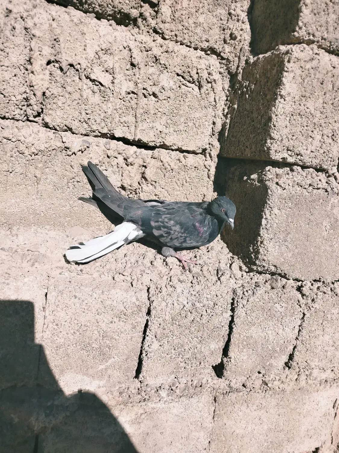 کبوتر بازی کن|پرنده|جونقان, |دیوار