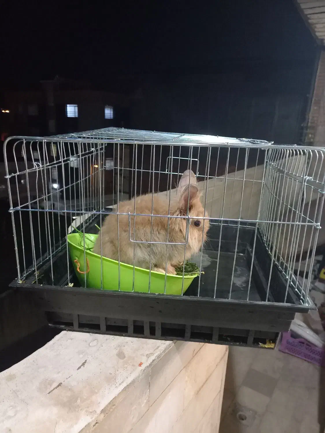 خرگوش لپ|موش و خرگوش|بروجرد, |دیوار