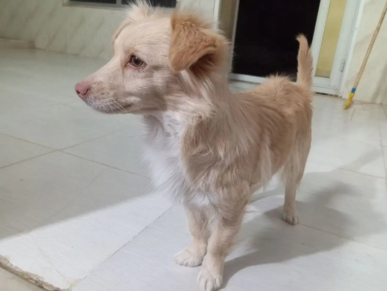 واگذاری سگ خونگی|سگ|یزد, |دیوار