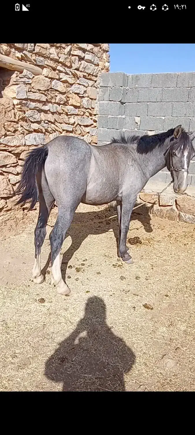 اسب دوساله دست کش یورغه نیست سواری دو کاروان داره|اسب و تجهیزات اسبسواری|سنندج, |دیوار