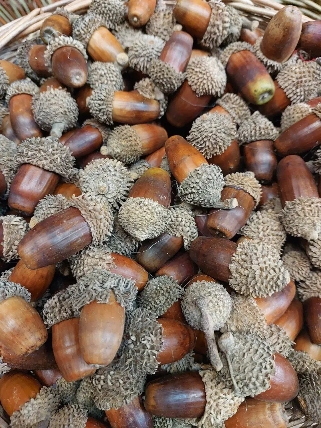 حصیر|صنایع دستی و سایر لوازم تزئینی|تهران, آهنگ|دیوار