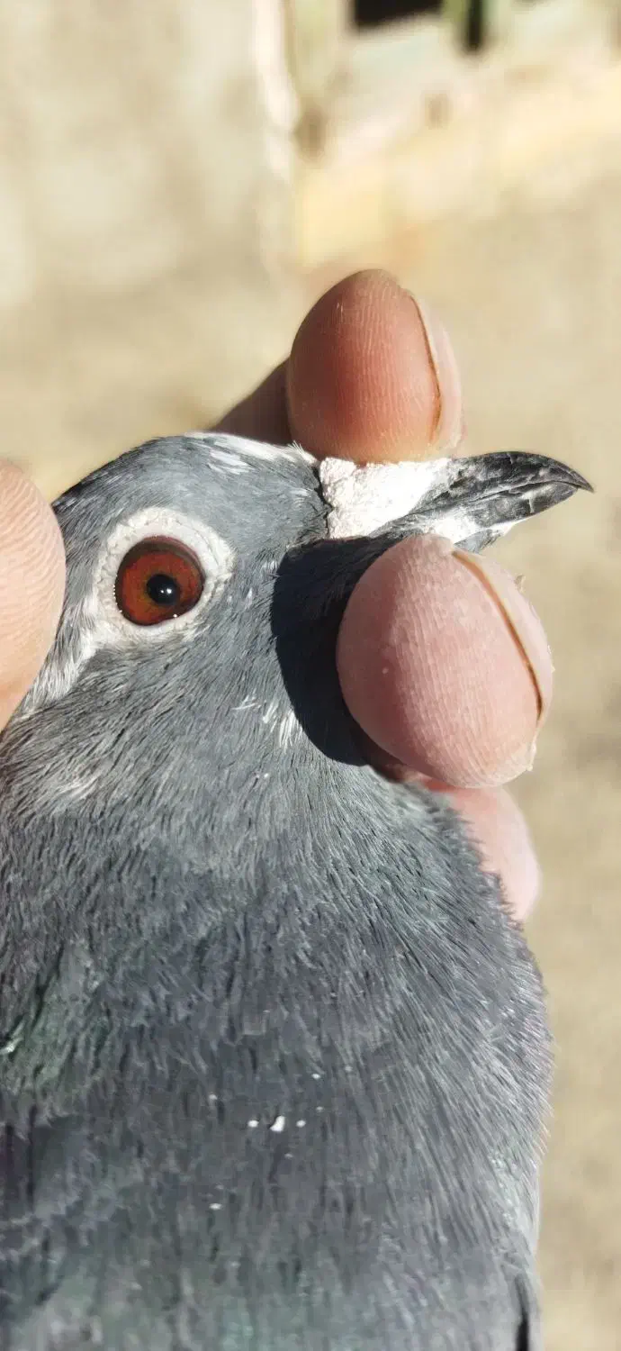 مسافتی|پرنده|اردبیل, |دیوار