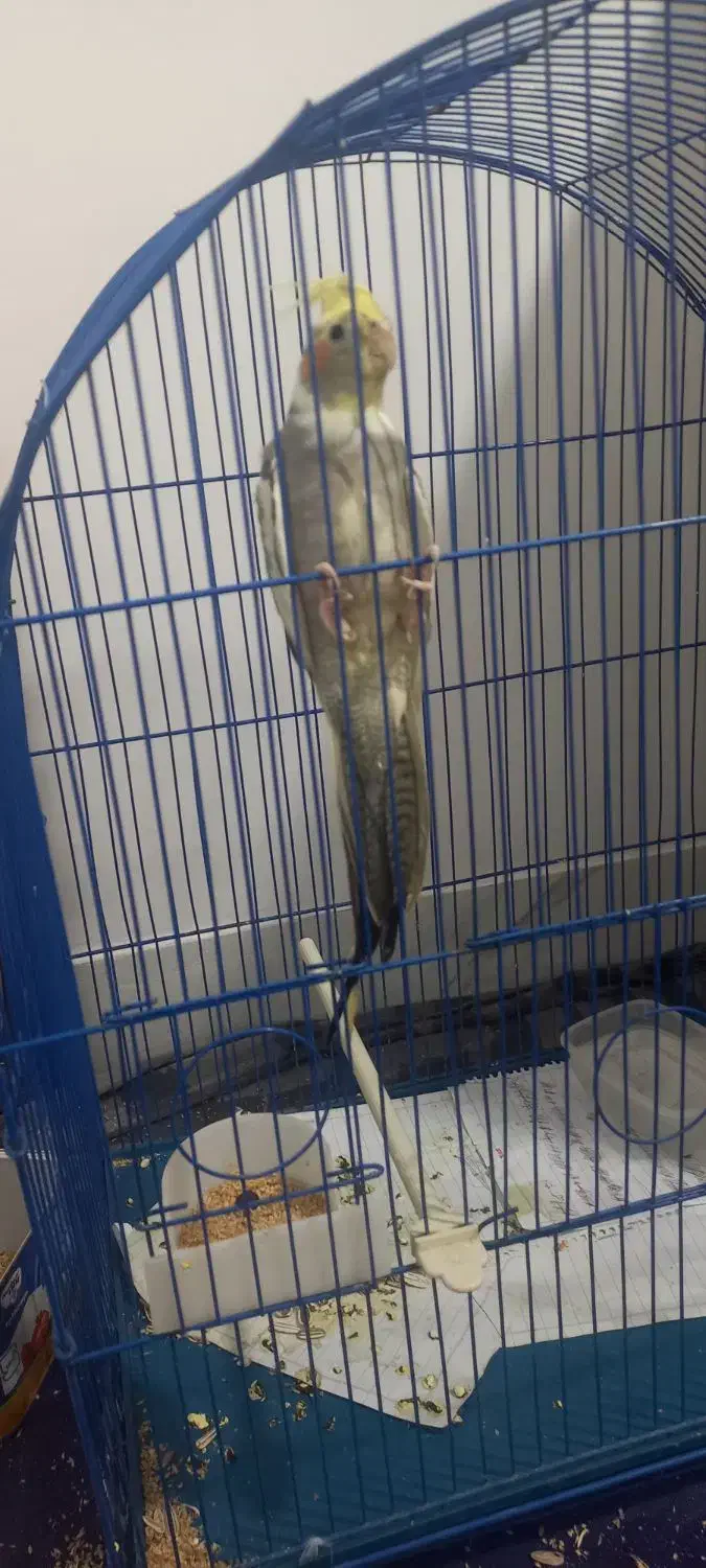 عروس هلندی ۶ ماهه فروشی|پرنده|تربت جام, مسکن ملی|دیوار