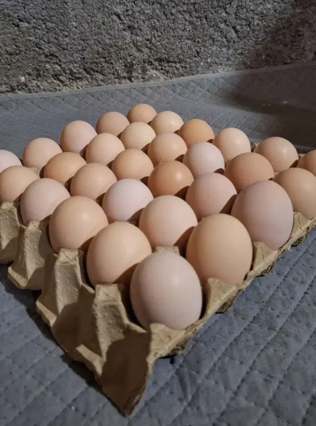 تخم مرغ دوزرده|خوردنی و آشامیدنی|مشهد, الهیه|دیوار