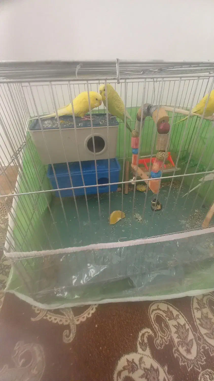 چهار عدد مرغ عشق سرحال وجفت|پرنده|اسفراین, |دیوار