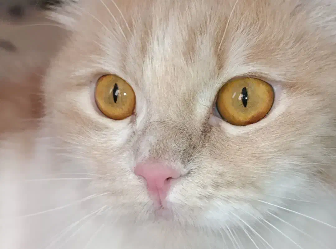 گربه یک سر از نژاد پرشین|گربه|قم, شهرک قدس|دیوار