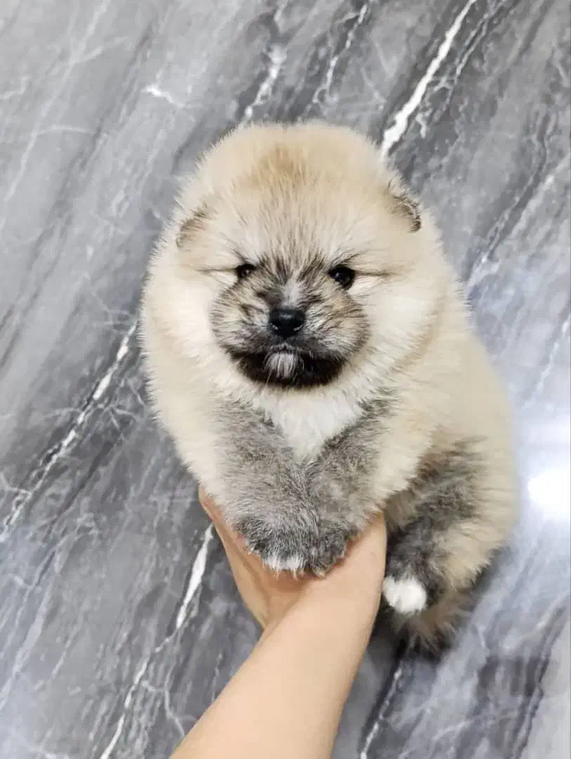 سگ پامرانین|سگ|مشهد, سعد آباد|دیوار