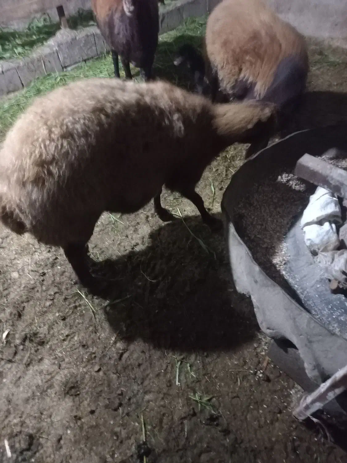 گوسفند ابستن سنگین فروش فوری|حیوانات مزرعه|ساری, |دیوار