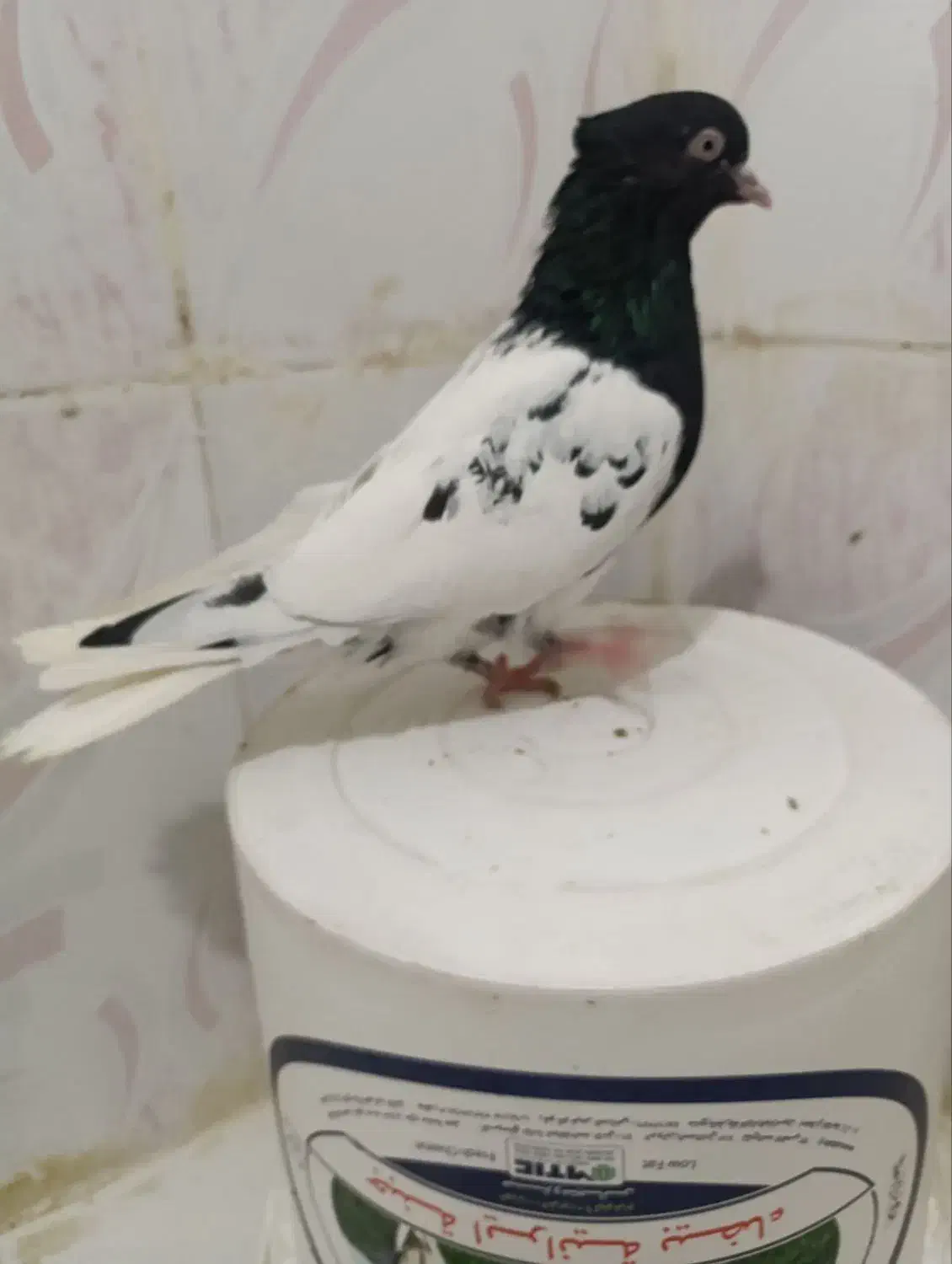 چنتاکفتر|پرنده|چناران, |دیوار