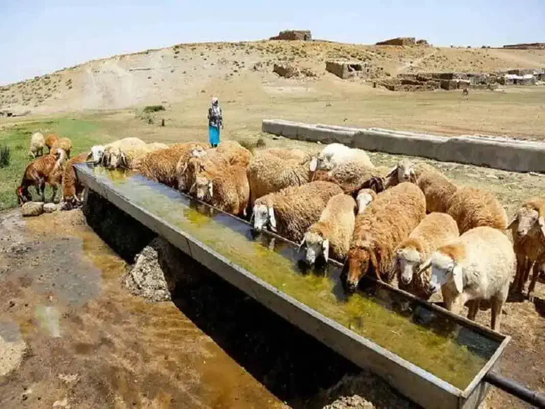 بره و شیشک نزاییده خوش پخت مناسب|حیوانات مزرعه|قم, زنبیل آباد|دیوار