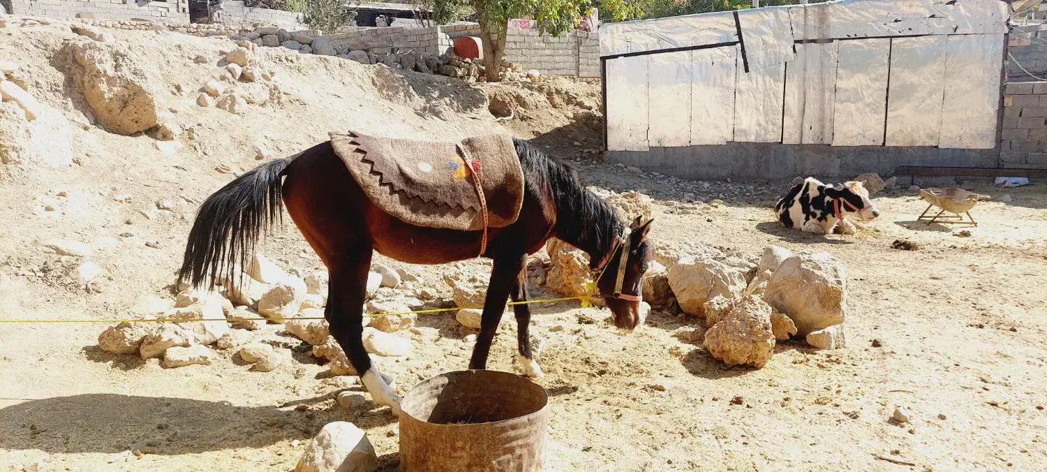 سلام دوستان نوزدین سه سال سر دم گیر شکم خالی|حیوانات مزرعه|بازفت, |دیوار