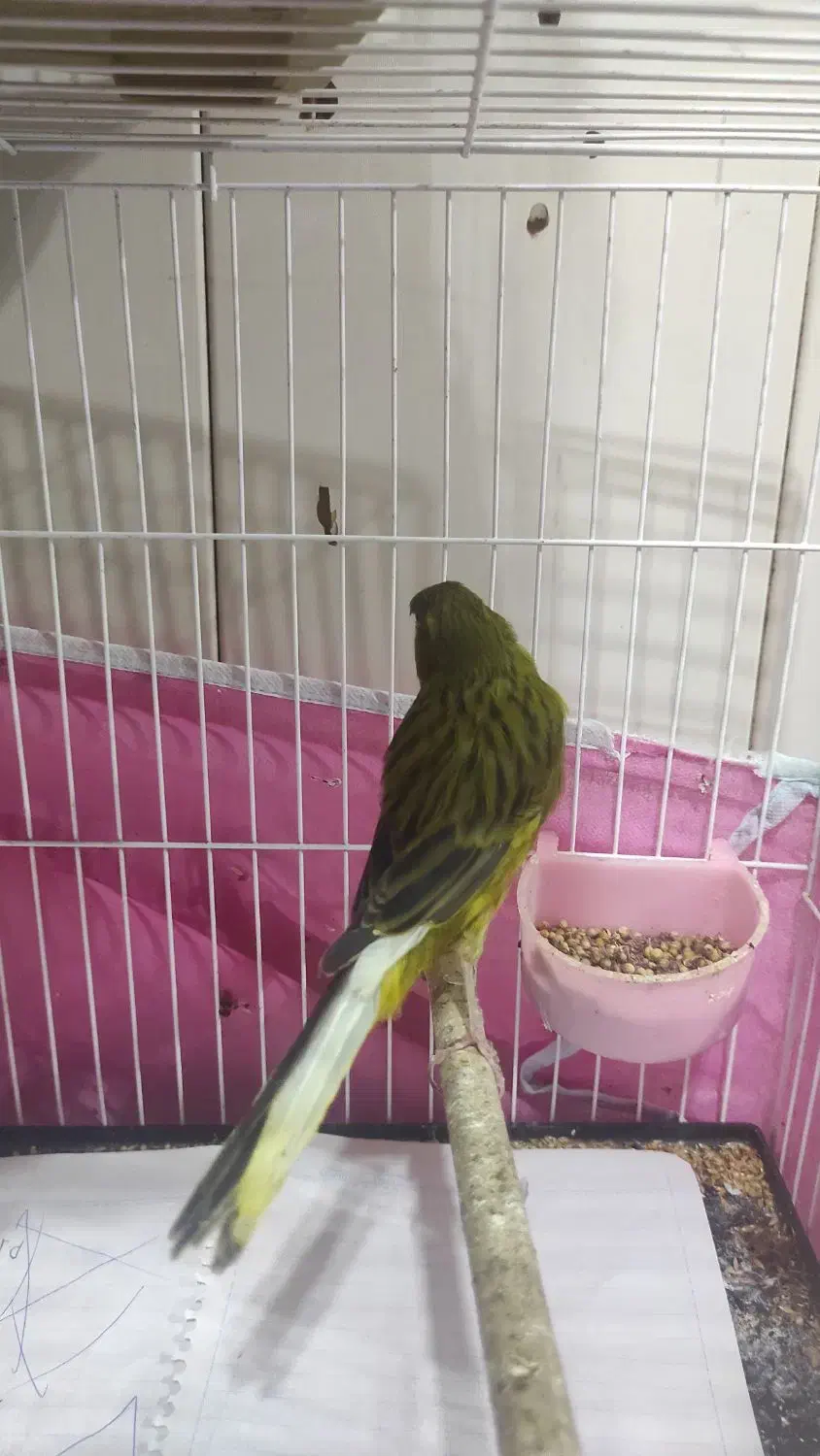 نر و ماده سالم|پرنده|رشت, صفاری|دیوار