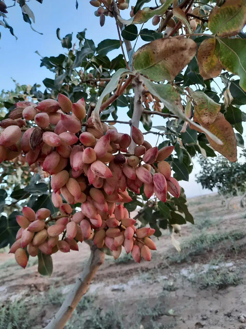 فروش باغ پسته  همراه ۲۴ ساعت واستخرشخصی|فروش دفتر صنعتی، کشاورزی، تجاری|گناباد, |دیوار