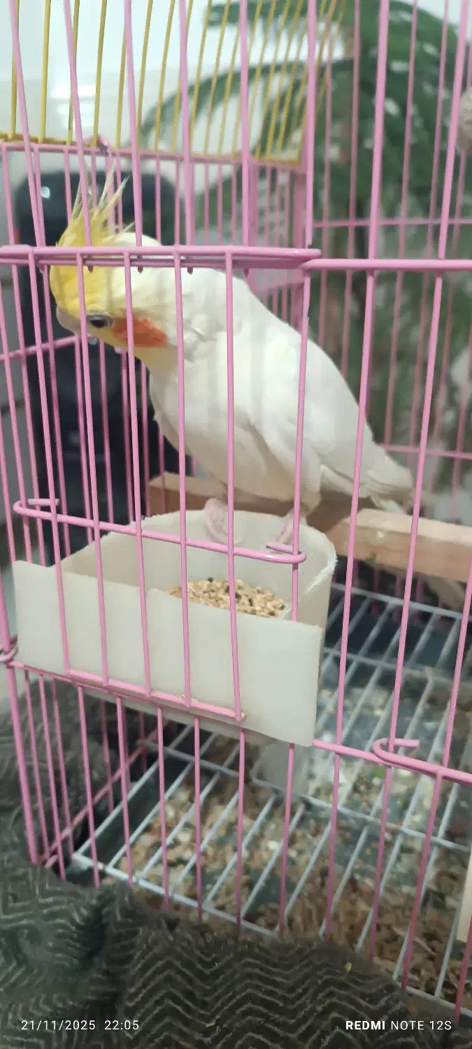 عروس هلندی|پرنده|پاکدشت, پاکدشت (مامازند)|دیوار