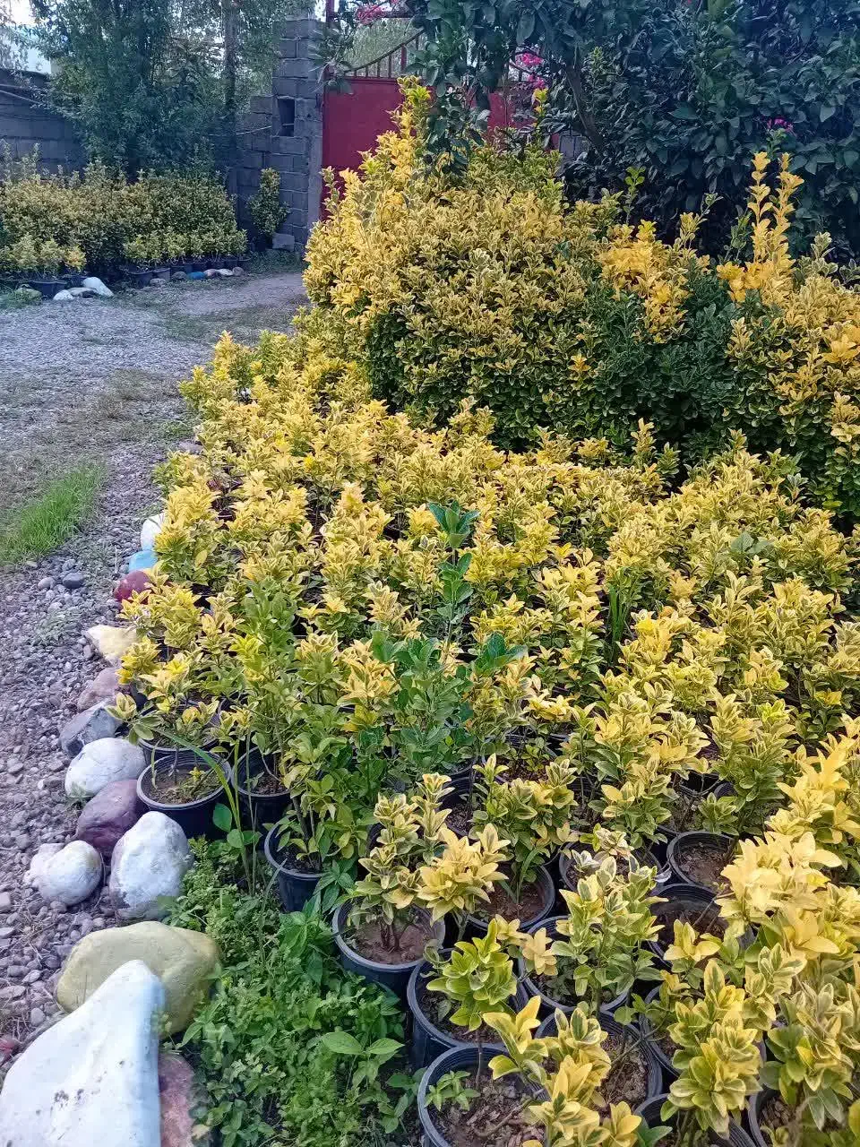 شمشاد طلایی|گل و گیاه طبیعی|کلاچای, |دیوار