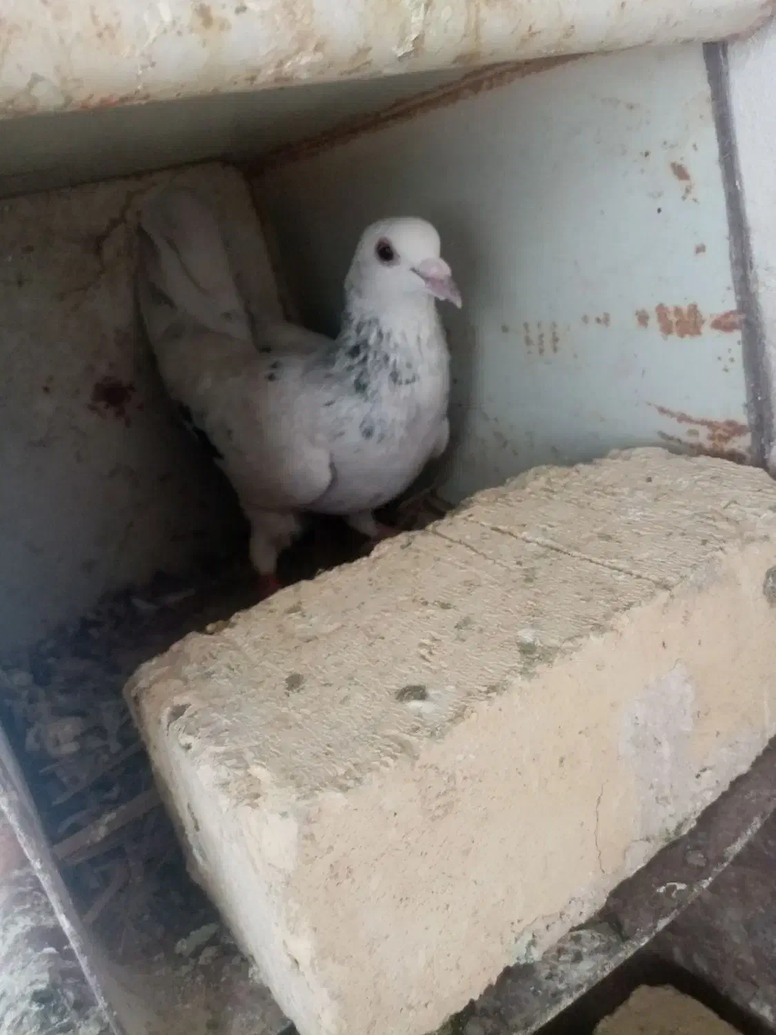 3تا ماده پلاکی|پرنده|شیراز, پادگان ولیعصر|دیوار