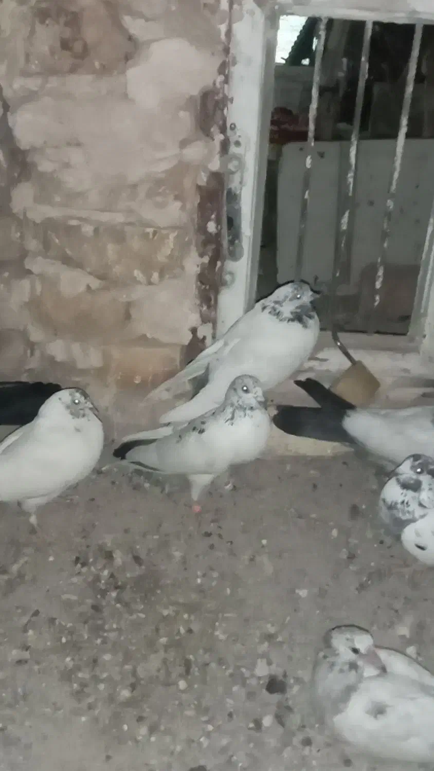حراج کبوتر معاوضه با ساده|حراج|زابل, |دیوار