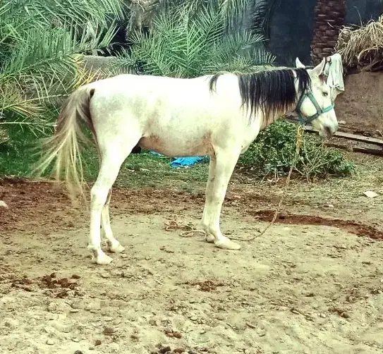 اسب نریون عرب|اسب و تجهیزات اسبسواری|بم, |دیوار