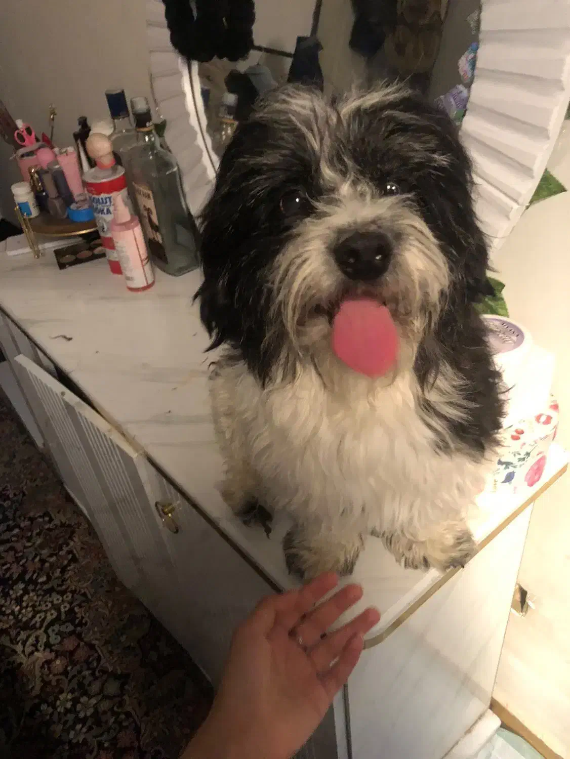 شتیزو|سگ|سیرجان, |دیوار