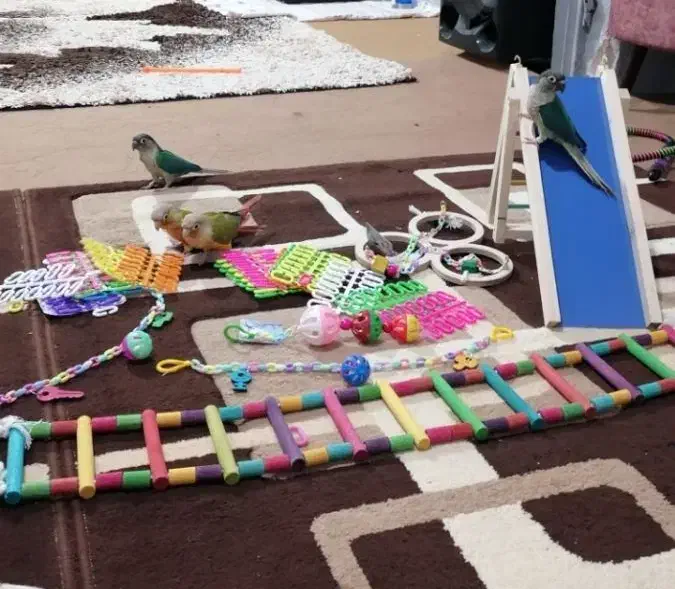 طوطی گرینچیک|پرنده|کازرون, |دیوار