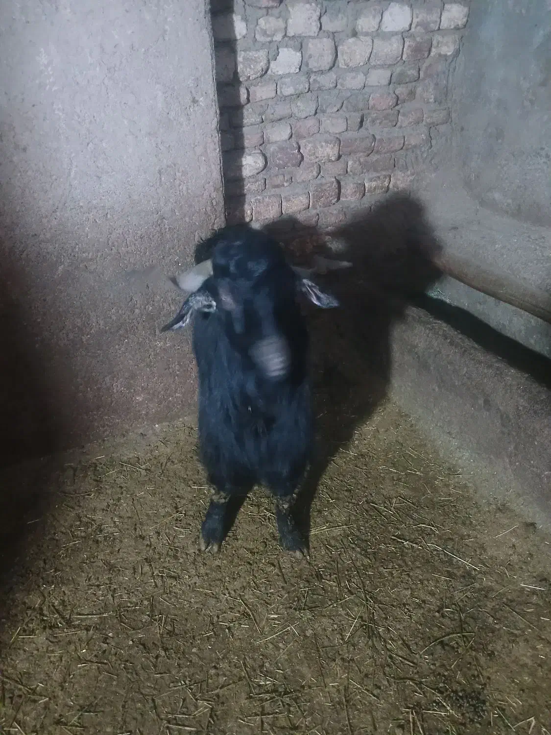 بز نر|حیوانات مزرعه|سنقر, |دیوار