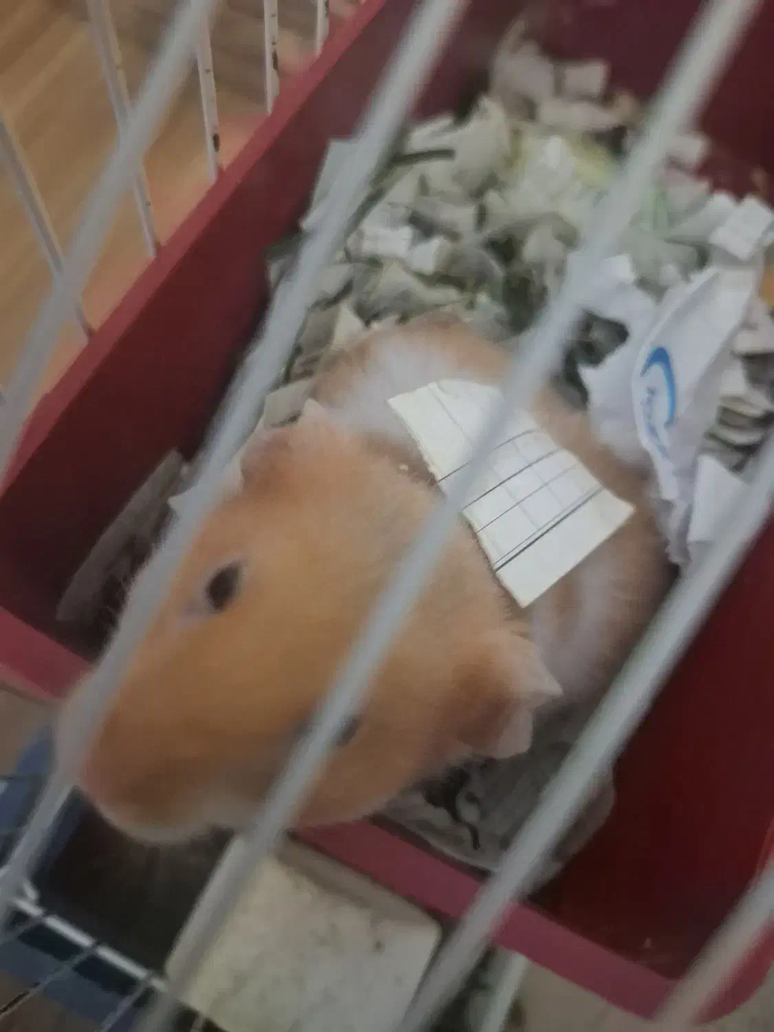 ۱۰ عدد همستر با پایین ترین قیمت|موش و خرگوش|تهران, گلستان (شهرک راه آهن)|دیوار