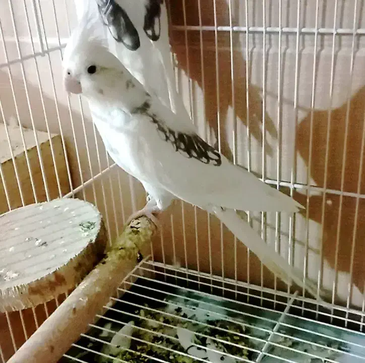 چندجفت عروس هلندی آلبینودوکت پروانه ای مولدبشرط|پرنده|شیراز, گویم|دیوار