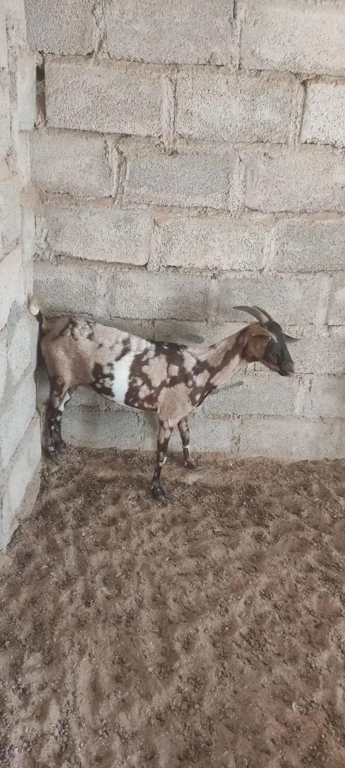 بز کاموری با بز سومال|حیوانات مزرعه|مهرستان, |دیوار