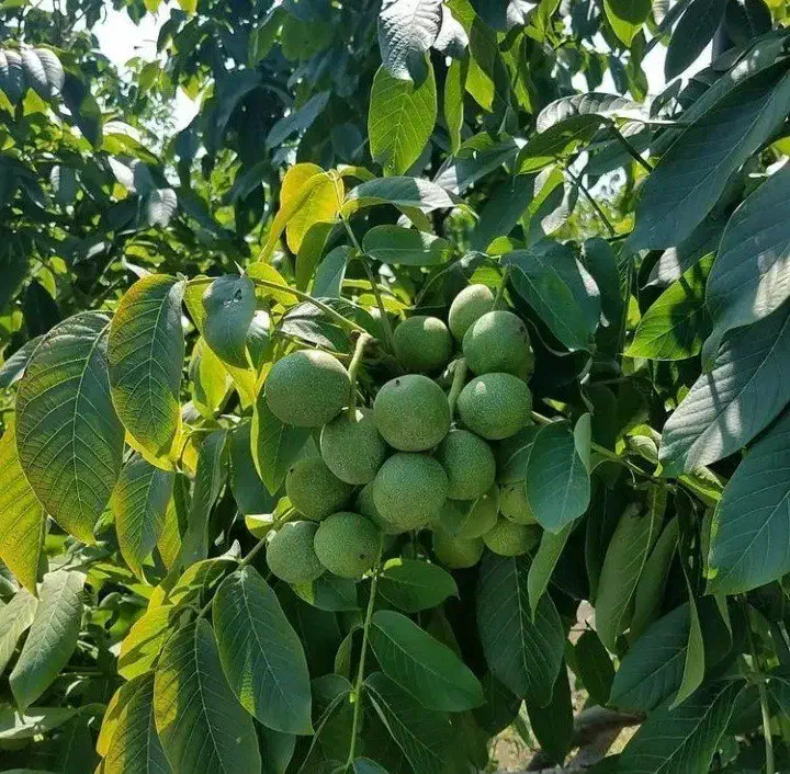 فروش نهال گردو اصلاح شده فرنور چندلر ژنوتیپ برتر|خدمات باغبانی و درختکاری|نیشابور, امین اسلامی|دیوار