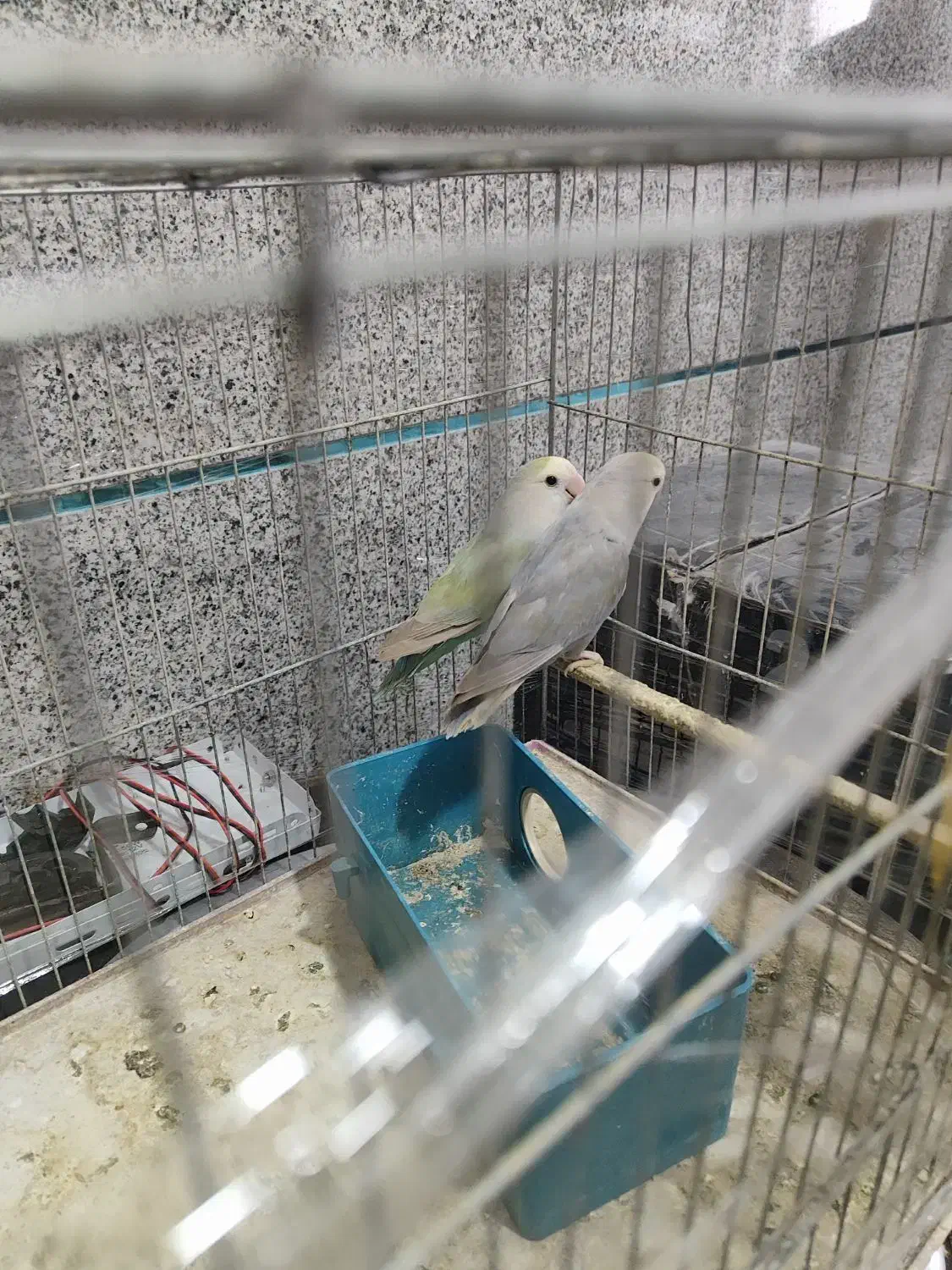 جفت طوطی برزیلی|پرنده|ارومیه, |دیوار