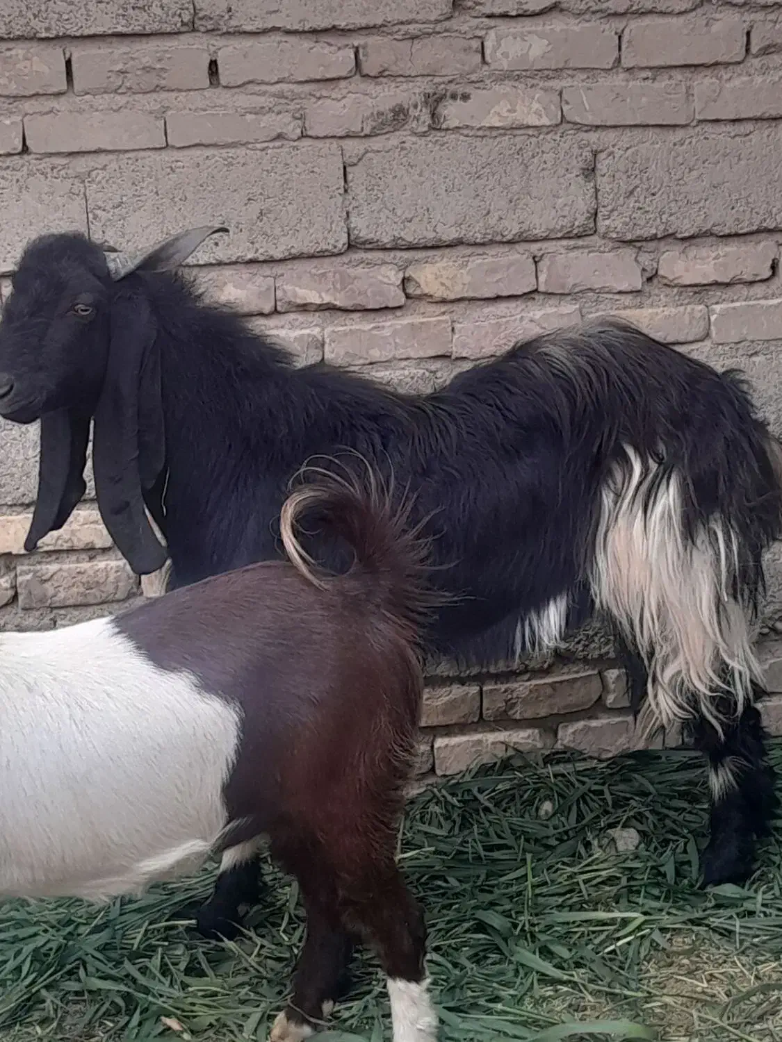 سلام پاچن|حیوانات مزرعه|زابل, |دیوار