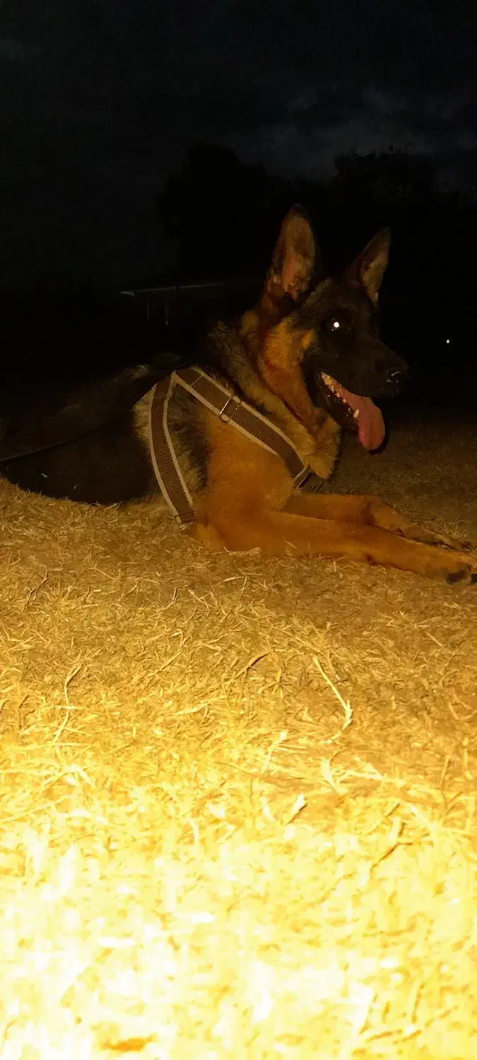 ژرمن شپرد بلک فیس ماده|سگ|لاهیجان, بازکیاگوراب|دیوار