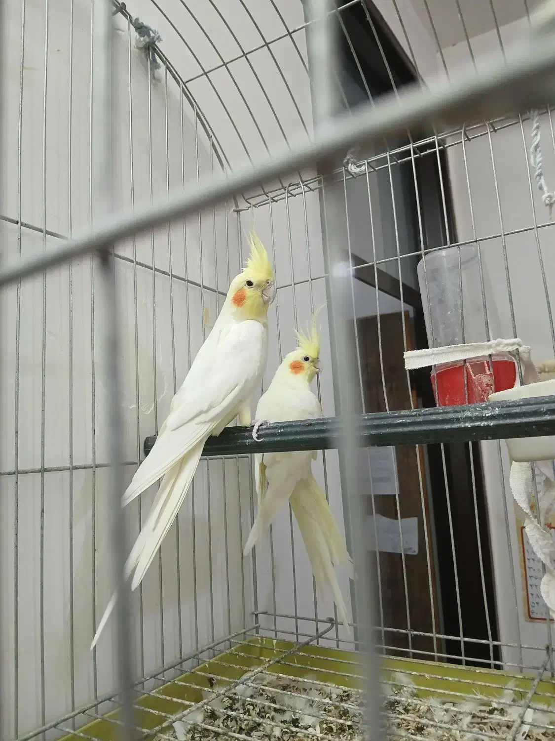 مرغ عروس|پرنده|آران و بیدگل, |دیوار