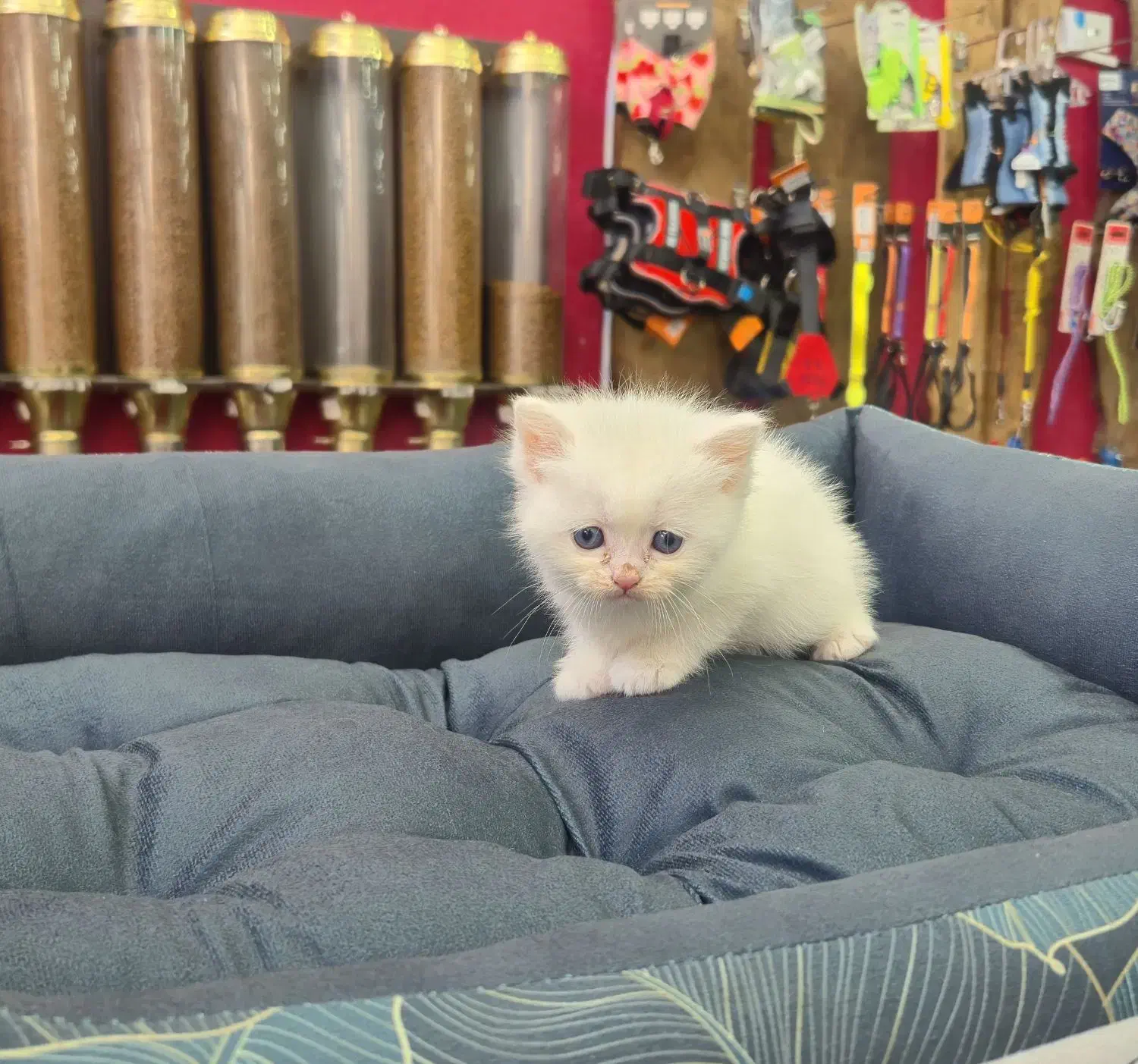 واگذاری گربه بریتیش/پرشین اصیل|گربه|ساری, |دیوار