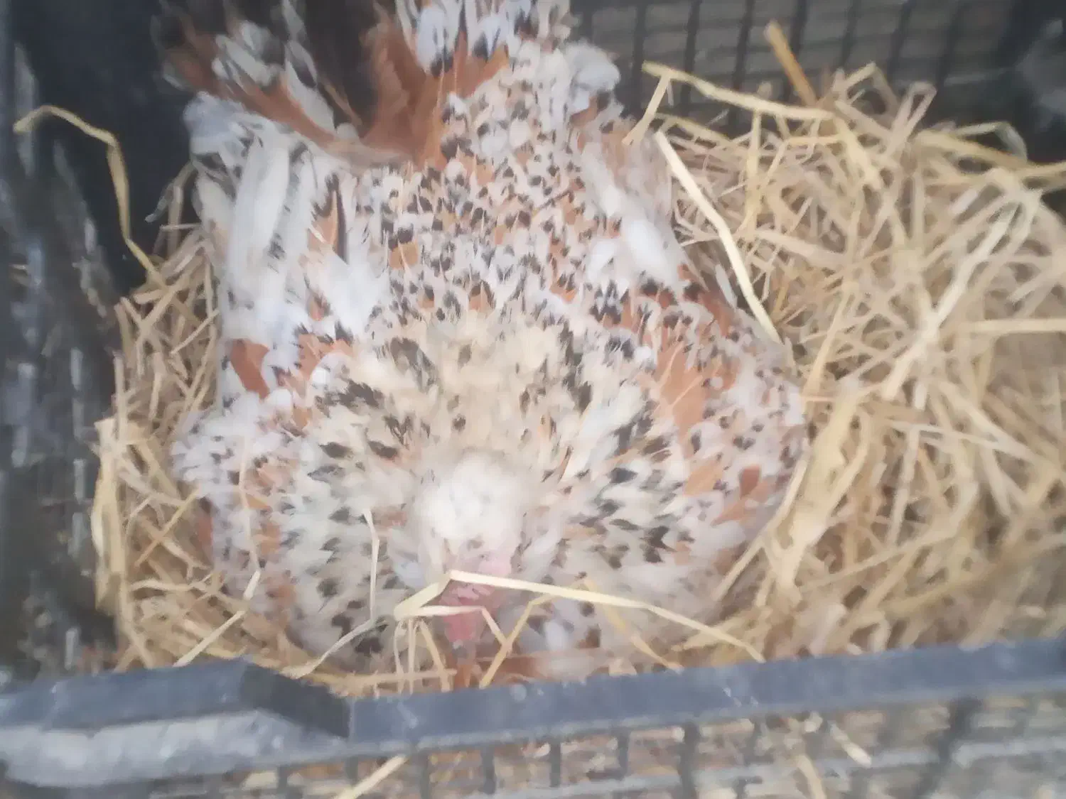 مرغ گلین|حیوانات مزرعه|رشت, پسیخان|دیوار