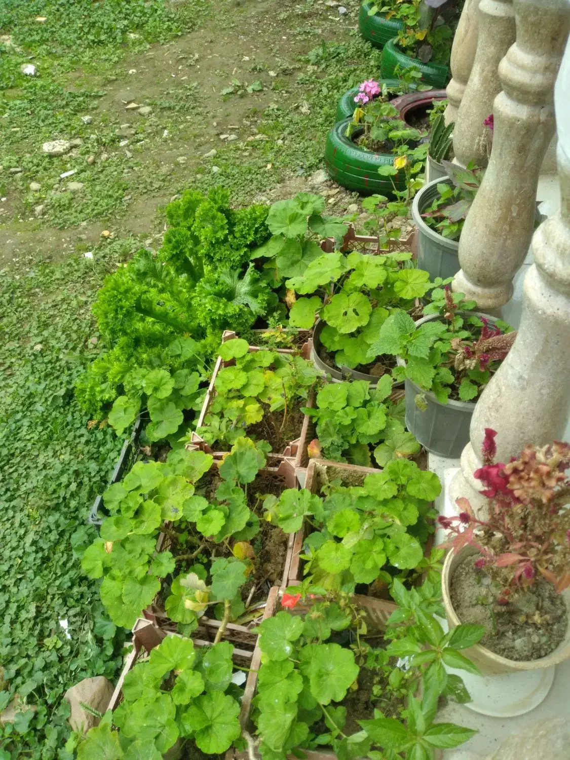 ویلا لاکچری جوانمرد|اجارهٔ کوتاه‌مدت ویلا و باغ|ماسال, |دیوار