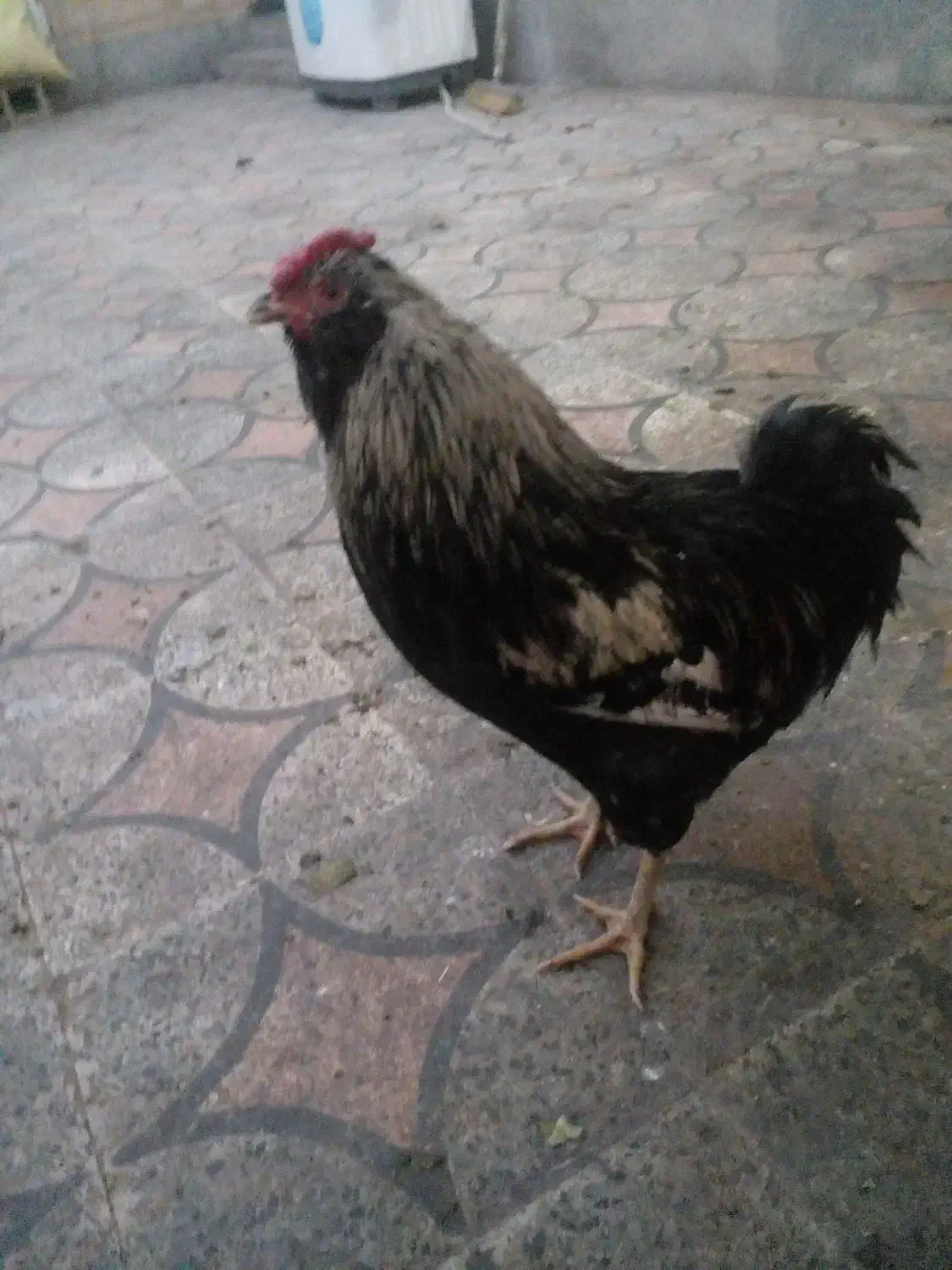 فروشی|حیوانات مزرعه|شیراز, گویم|دیوار