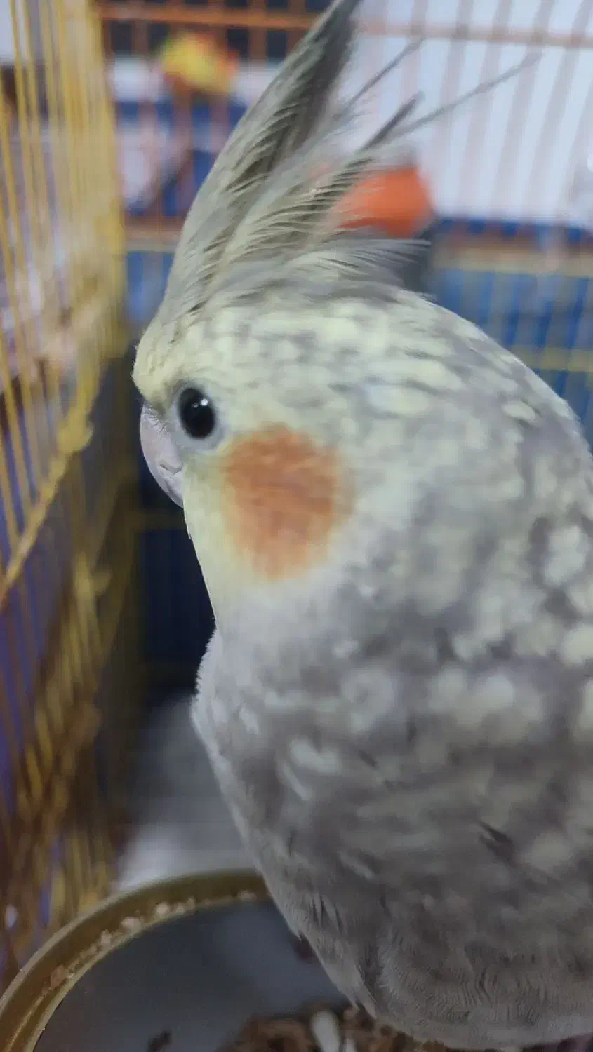 عرس هلندی ماده|پرنده|دره شهر, |دیوار