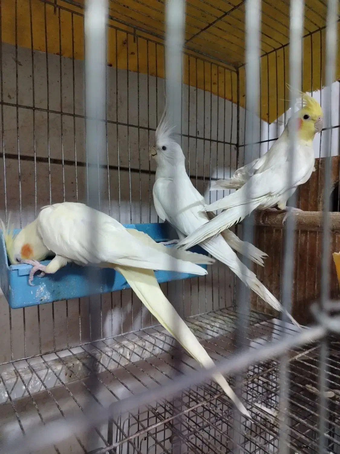 عروس هلندی طوطی|پرنده|نجف‌آباد, شیخ بهایی جنوبی|دیوار