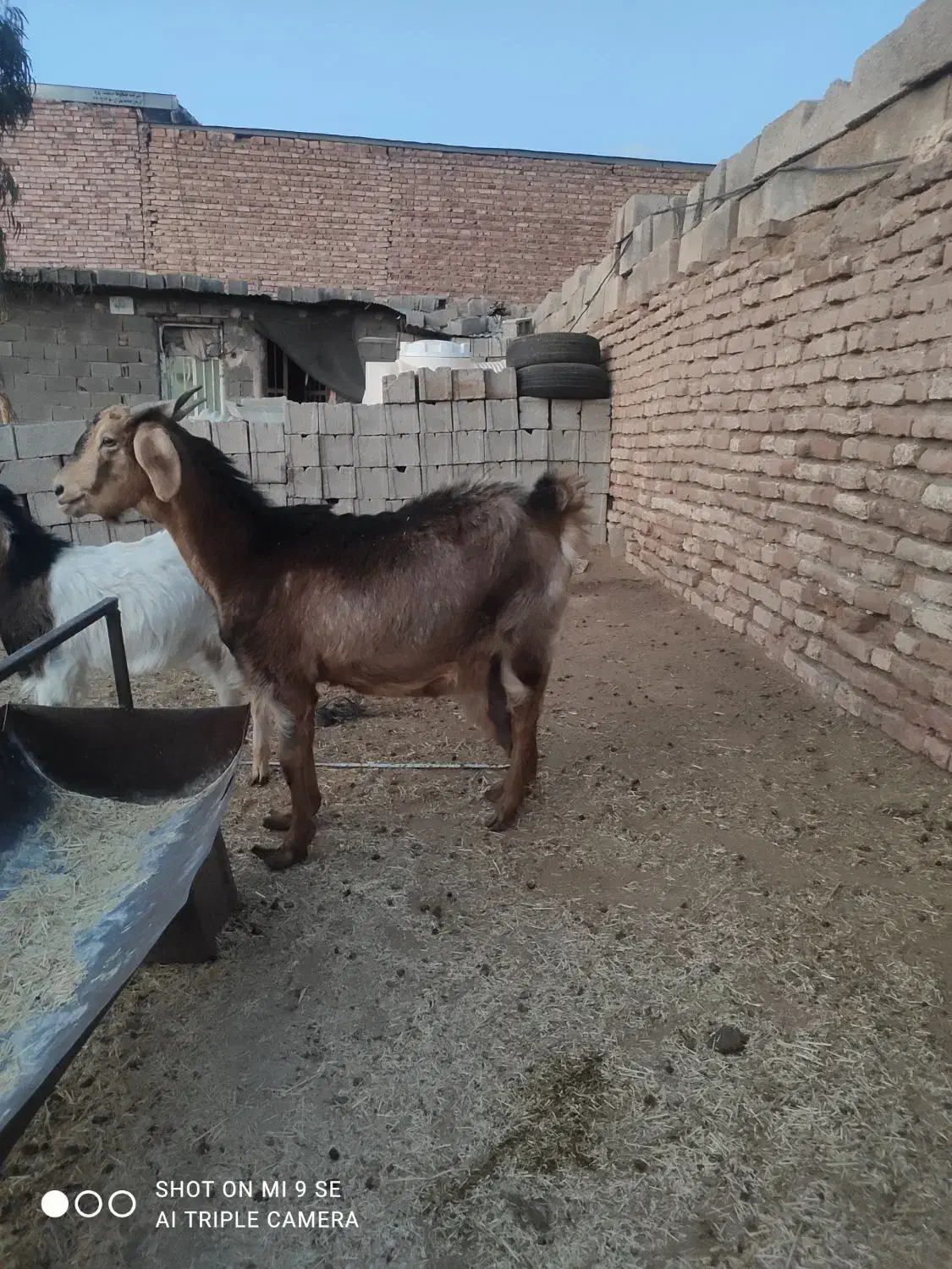 بر دورگ سرمایه|حیوانات مزرعه|کرمان, |دیوار