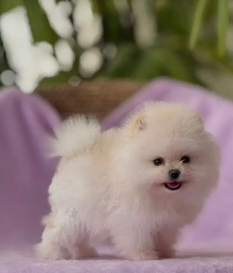 توله سگ فانتزی ریز|سگ|شیراز, معالیآباد|دیوار