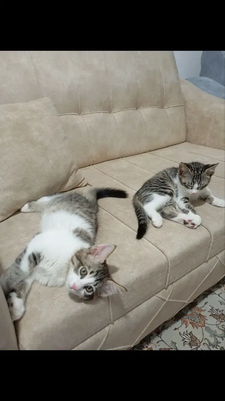 واگذاری بچه گربه محدوده شهسوار (تنکابن)|گربه|تنکابن, |دیوار