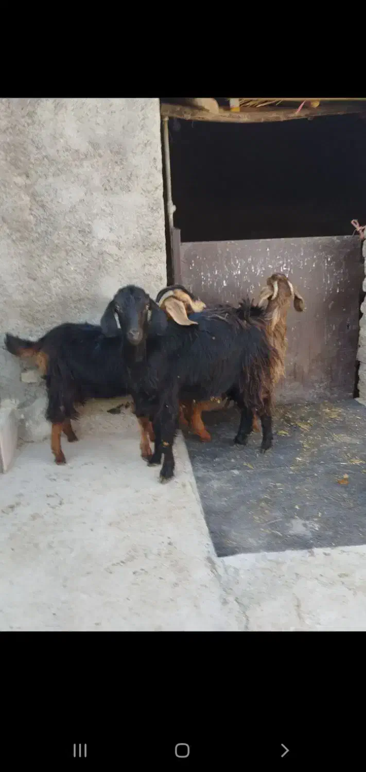 بزغالهدونه۵ملیونبرهنر۲۵کیلویی۶ملیونگوسفندچاق۵۰|حیوانات مزرعه|نهاوند, |دیوار