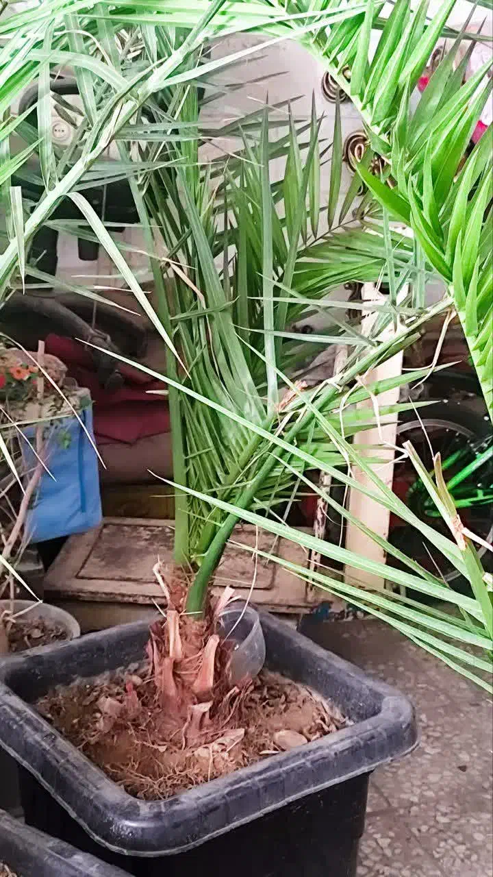 نخل خرما ۴ سالهام گلدان بزرگ ارتفاع ۱.۵ تا دو متر|گل و گیاه طبیعی|تهران, وصفنارد|دیوار